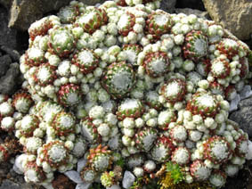 Sempervivum arachnoideum 'hookerii'